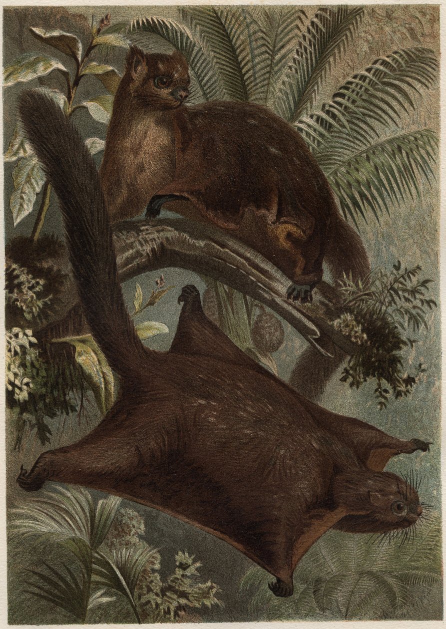Taguan (Létající veverka) (čeleď Sciuridae) - Veverka (létající veverka) - rytina z “”Brehmova života zvířat”” od Alfreda Edmunda Brehma (1829-1884) od Unknown artist