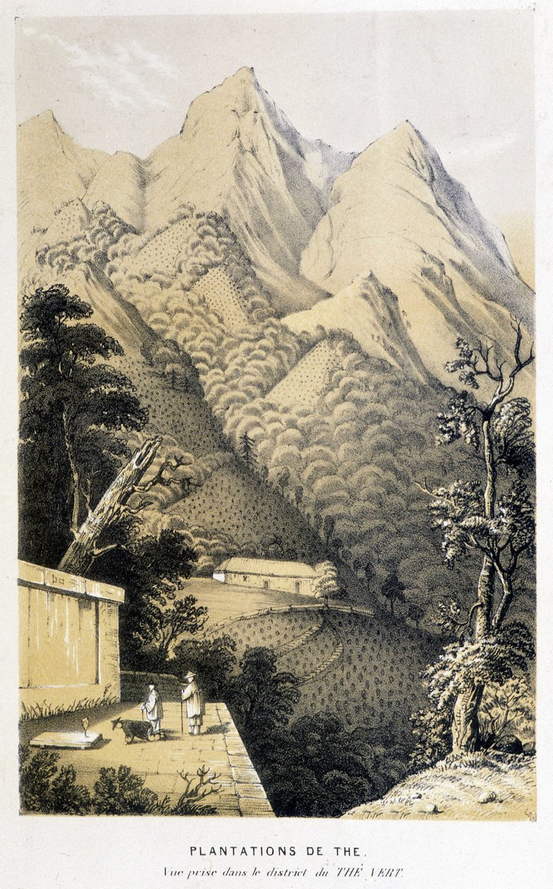 Čajová plantáž v Číně: pohled pořízený ve čtvrti zeleného čaje, Fortuneův výlet do Číny - rytina, n.d. od Unknown artist