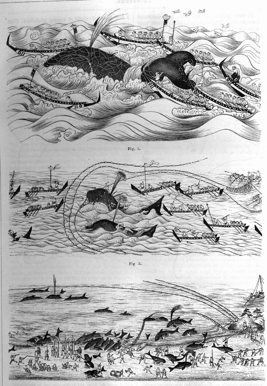 Techniky rybolovu tohoto druhu v Japonsku. Ukázka výkresů zaslaných vládou Japonska. Rytina v „“ La Nature: revue des sciences et de leurs applications aux arts et a l