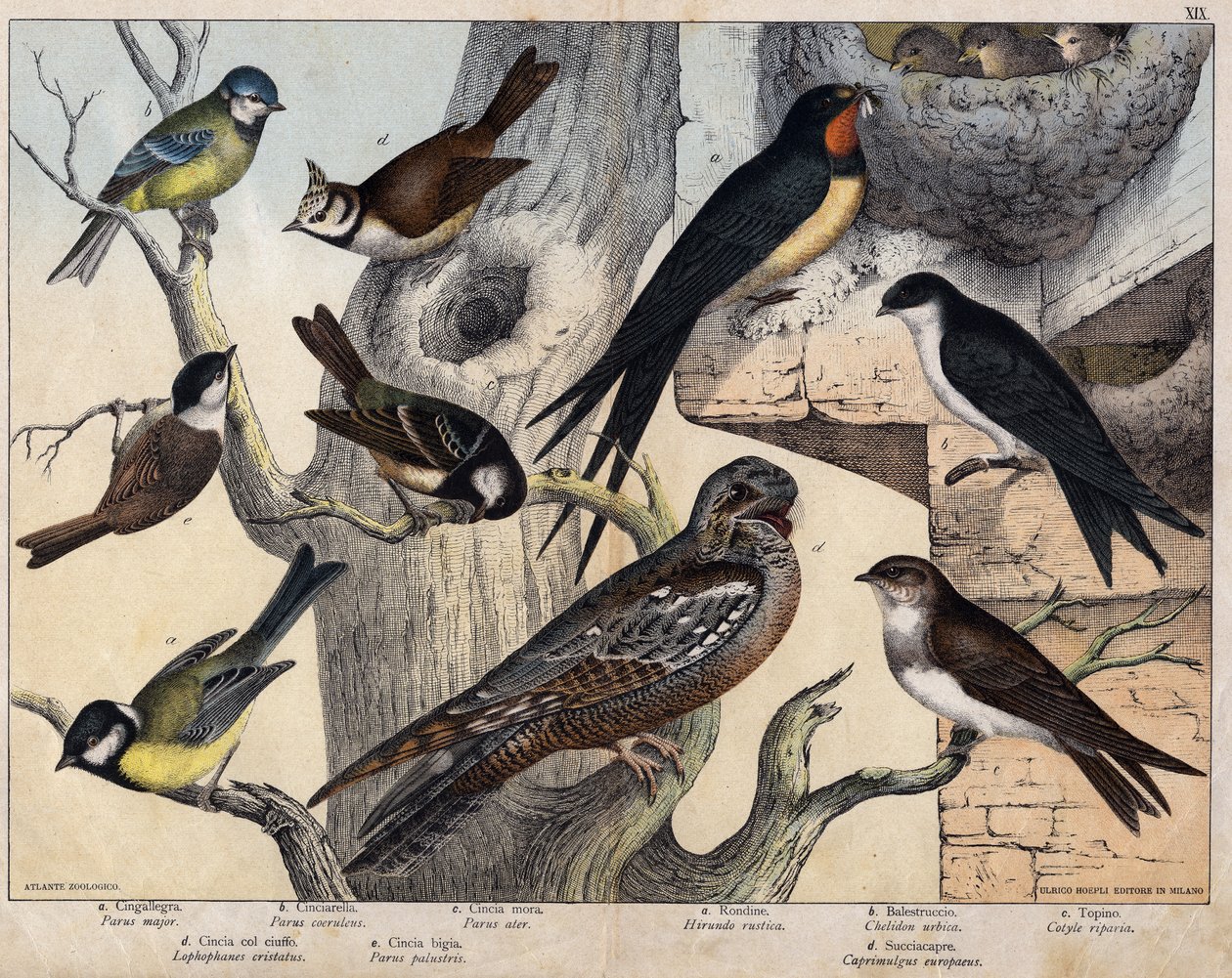 5 ptáků zleva - a: vlaštovka (Parus major), b: modrooká (Parus coreulus), c: černovlasá (Parus ater), d: černooká (Lopophanes cristatus), e: černooká (Parus palustris) 4 ptáci zprava – a: vlaštovka rustikální (Hirondo rustica), b: vlaštovka obecná od Unknown artist