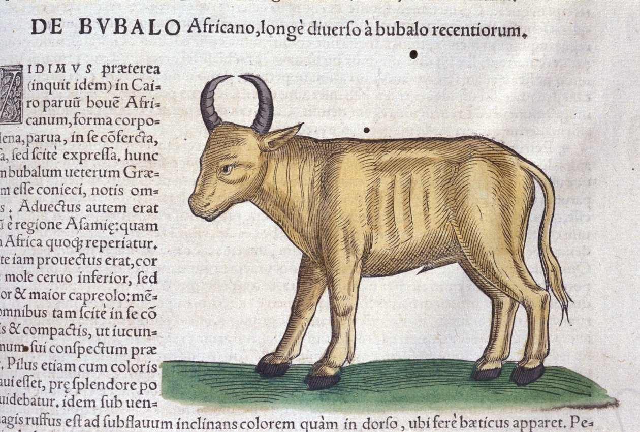 Buvol africký podle Historia animalium od Konrada Gesnera, Tiguri od Unknown artist