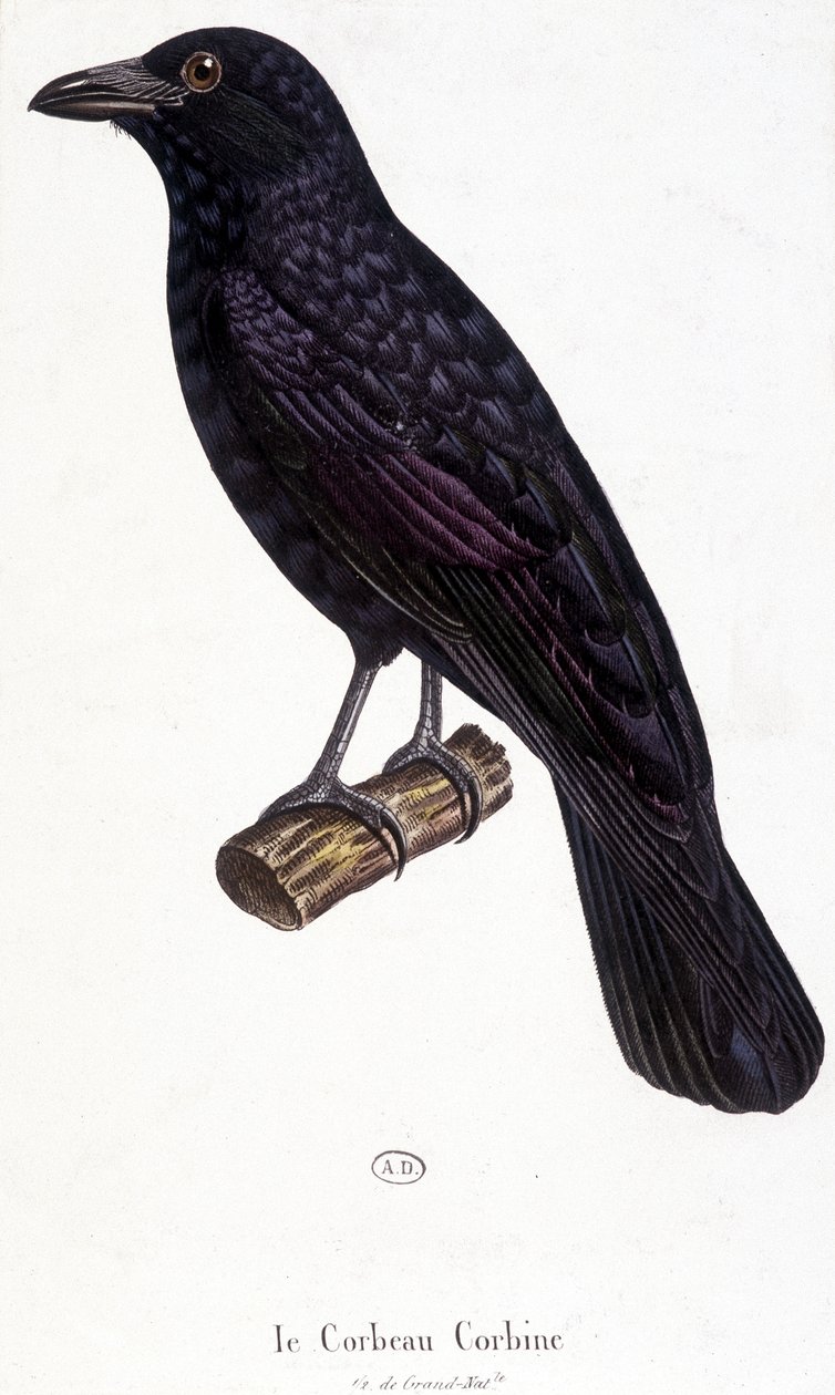 The Corbine Raven - přírodopisná tabule od Unknown artist