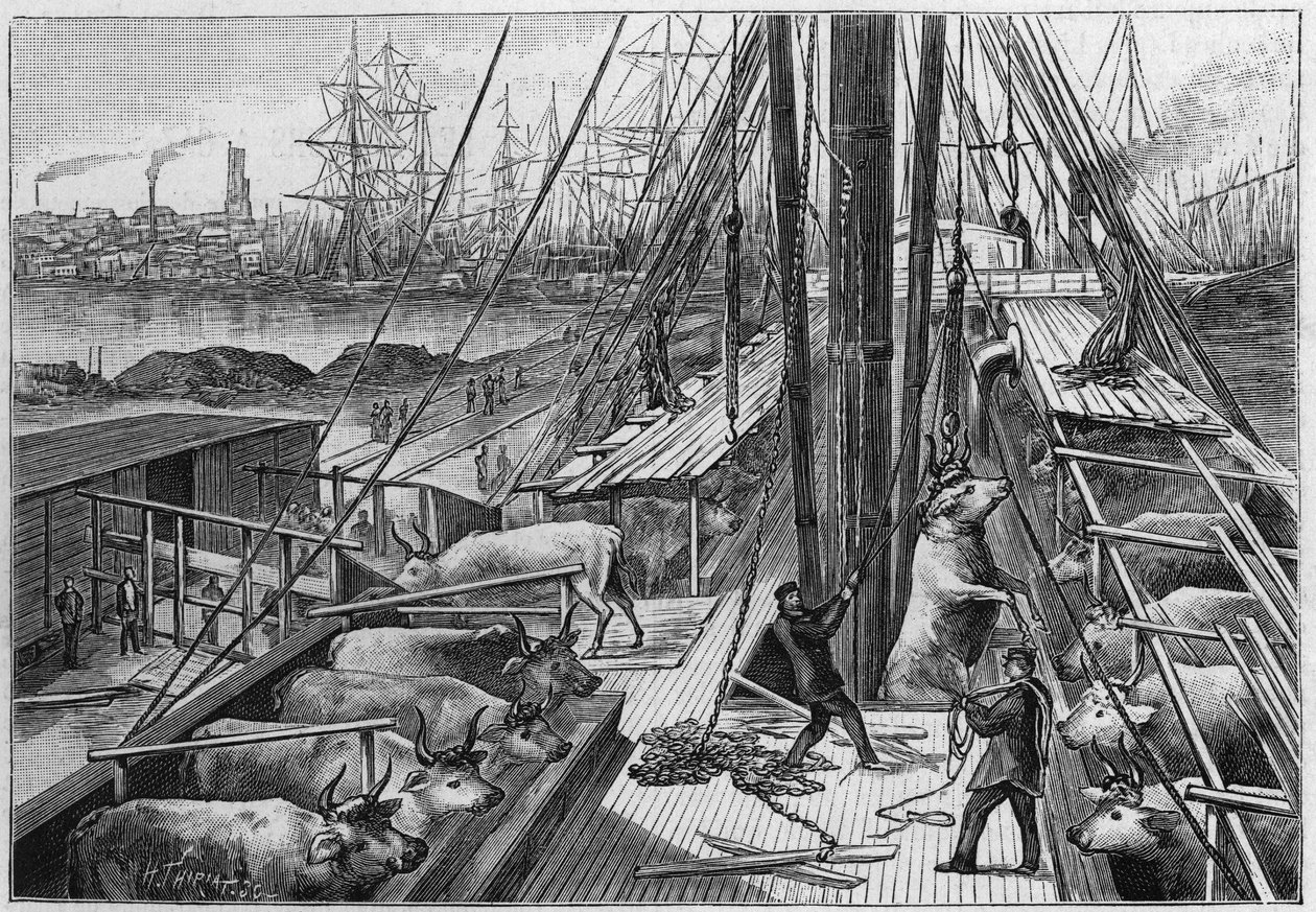 Anglický parník „Bellenden“, přepravující 90 volů z Argentiny, připlul do přístavu Dunkerque 18. od Unknown artist