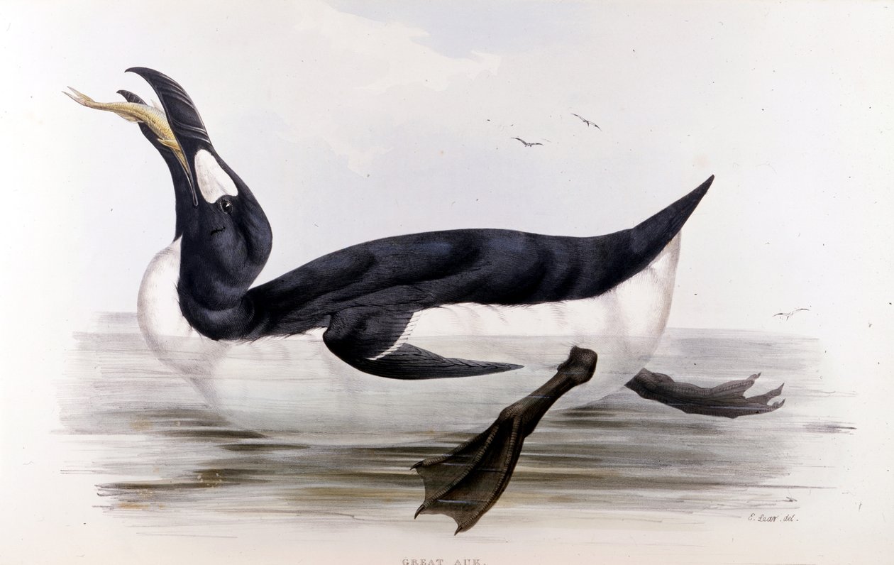 Tučňák obrovský (Alca Impennis) – v Ptácích Evropy“ od Johna Goulda, Londýn od Unknown artist