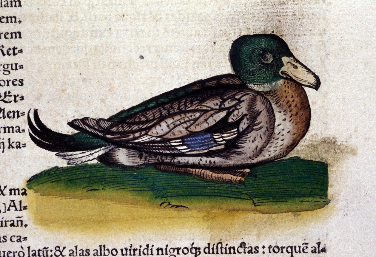 Harle v historii zvířat od Conrada Gesnera (1516 - 1565), Tiguri od Unknown artist
