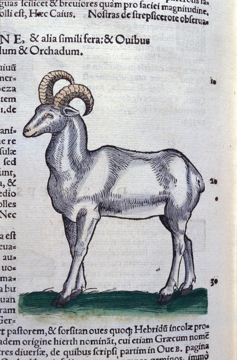 Kozorožec v Historia Animalium od Conrada Gesnera (1516 - 1565), Tiguri od Unknown artist