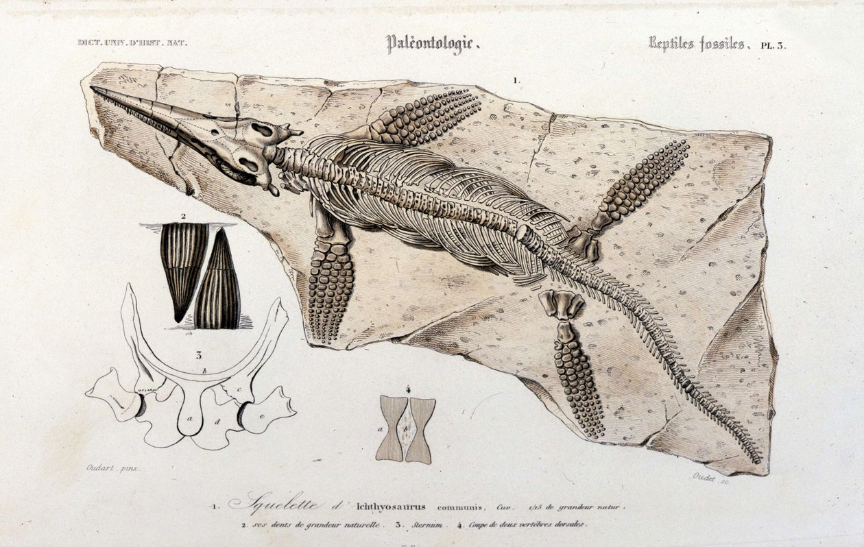 Ichthyosaur z Univerzálního přírodopisného slovníku od Unknown artist