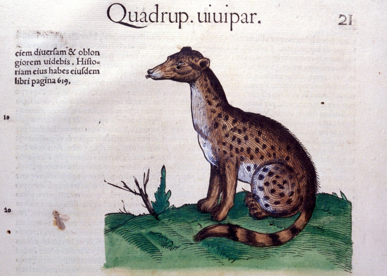 Šakal - v dějinách zvířat od Conrada Gesnera (1516 - 1565), Tiguri od Unknown artist