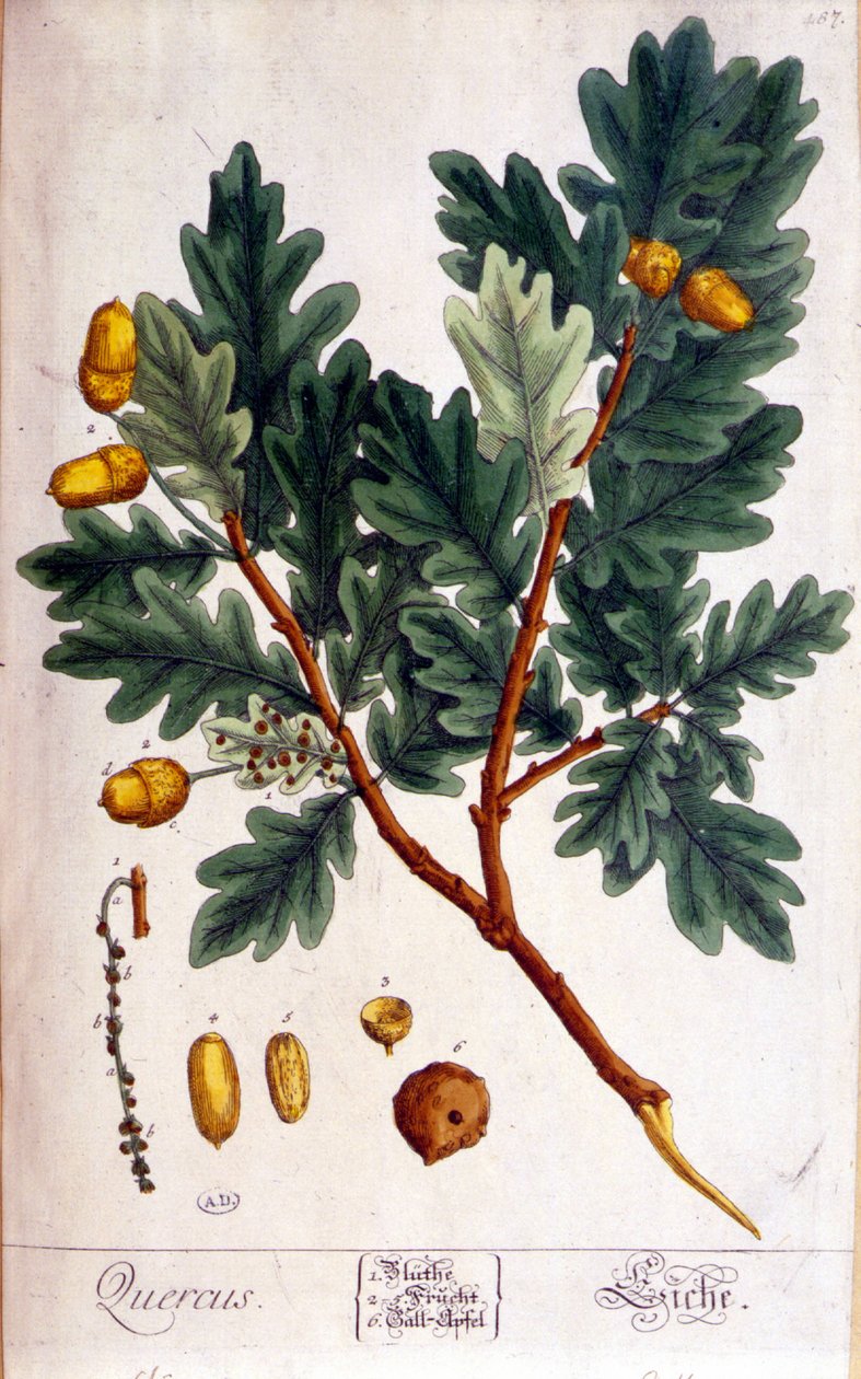 The Oak (Quercus) - botanická deska od Unknown artist