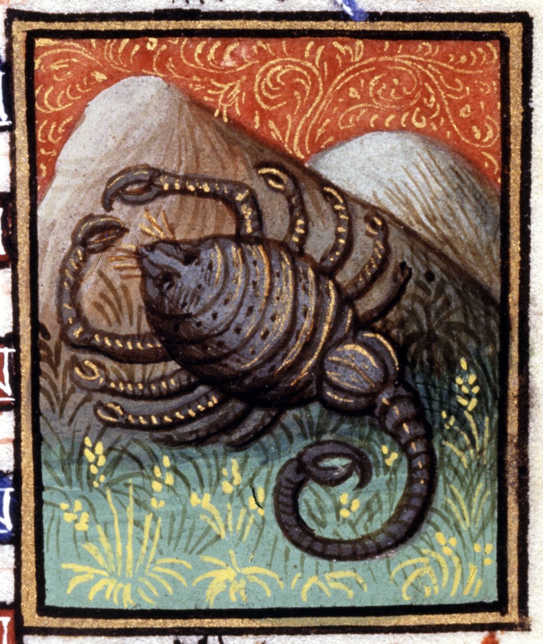 Štír. Miniatura horoskopu. Rukopis 15. století. Bibl. Trivulziana, Milán. od Unknown artist