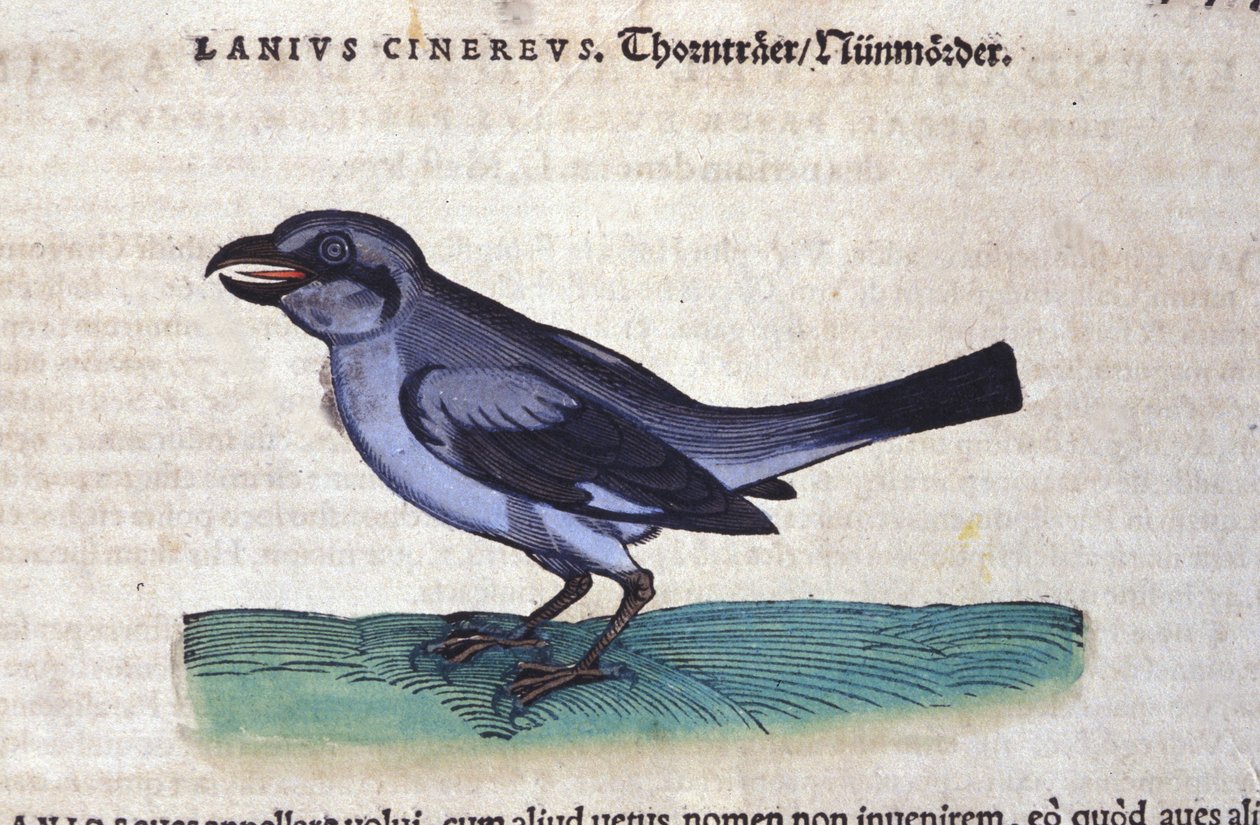 The Shrike in History of Animals od Conrada Gesnera (1516-1565), Tiguri od Unknown artist