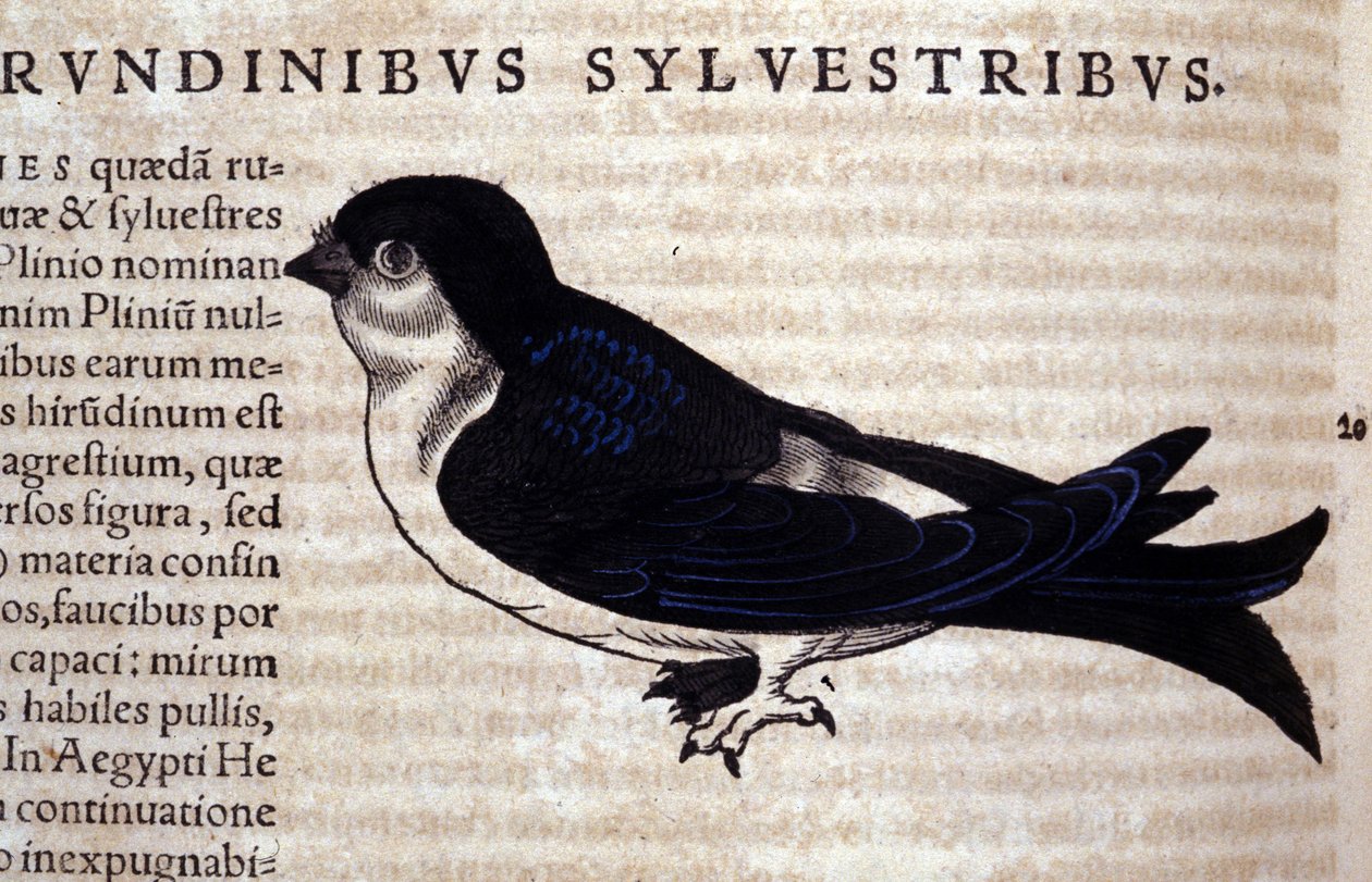 The Swift in Historia Animalium od Conrada Gesnera (1516 - 1565), Tiguri od Unknown artist