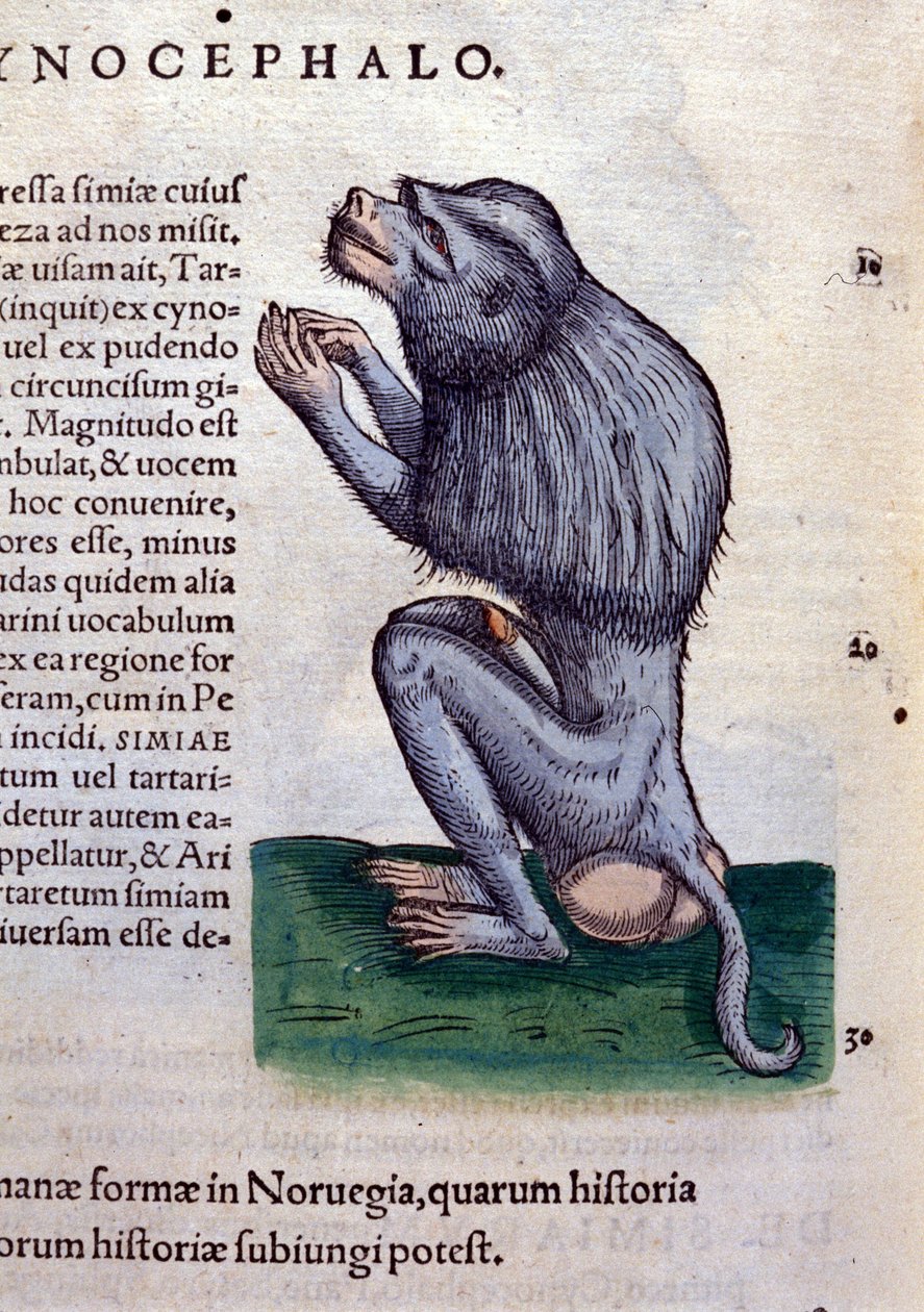 Pavián podle historie zvířat od Konrada Gesnera, Tiguri od Unknown artist