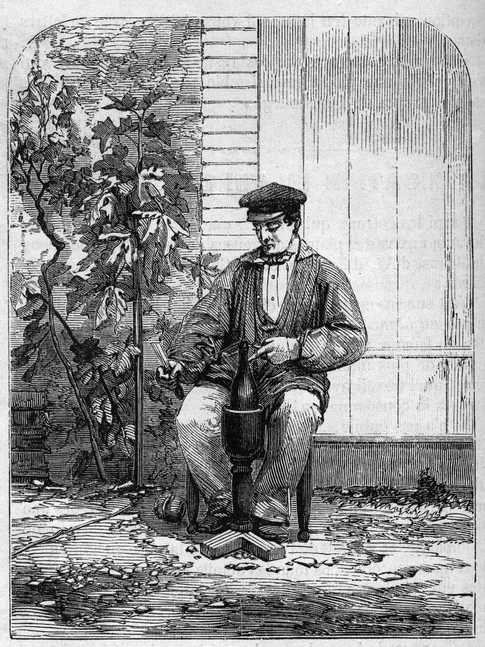 Stáčení šampaňského vína. Rytina z roku 1864. od Unknown artist