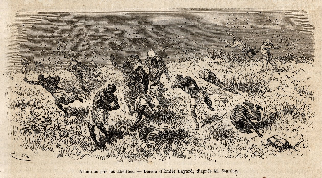 Karavanu nosičů expedice Henryho Mortona Stanleyho (1841-1904) na silnici Misonghi (východní Afrika) napadl mrak včel. Rytina znázorňující cestu při hledání Livingstone ve střední Africe od Henryho Stanleyho, dopisovatele od Unknown artist