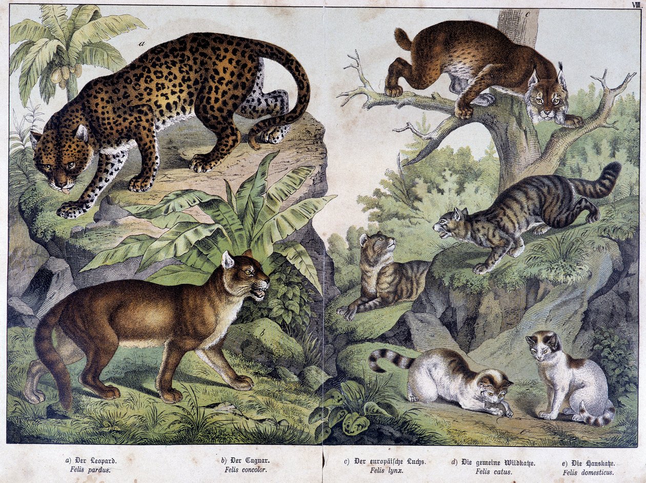 Kočky: Leopard, puma, rys (vlevo nahoře), kočka divoká (vpravo, uprostřed), kočka domácí - v „“Přírodní historie savců““, ed. Schreiber od Unknown artist