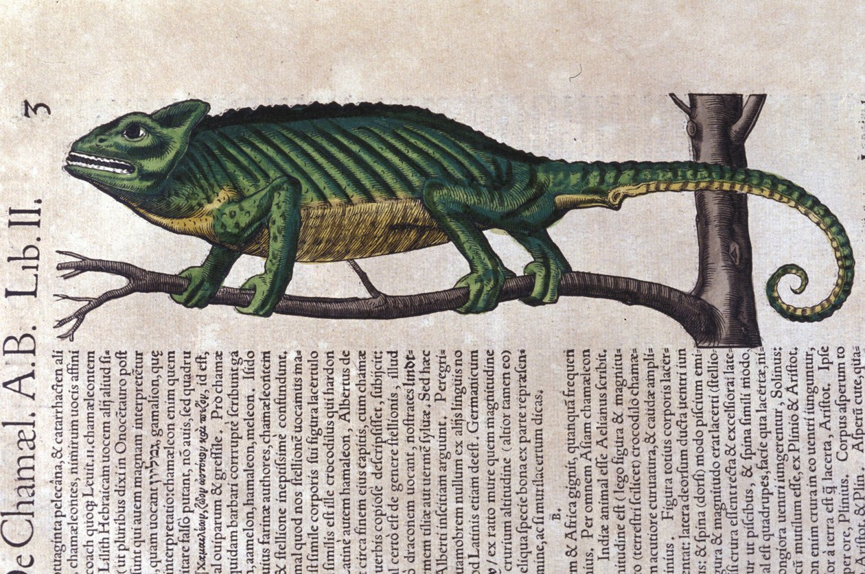 Chameleon po Historia animalium od Konrada Gesnera, Tiguri od Unknown artist