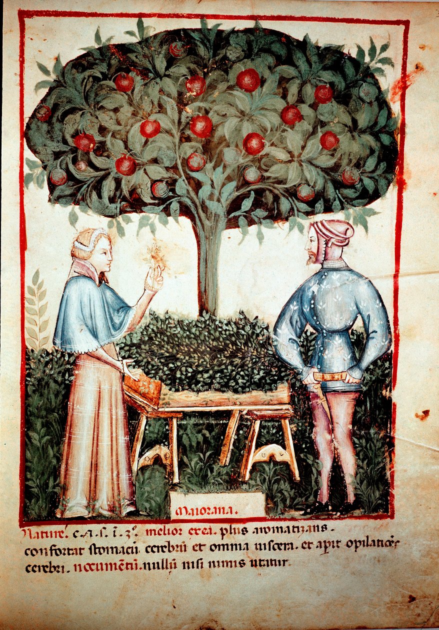 Sbírka majoránky z dojení medicíny a dietetiky „“Tacuinum sanitatis““ po dojení medicíny „“ Kitabtaqwim as-sihha““ od Ibn Butlana od Unknown artist