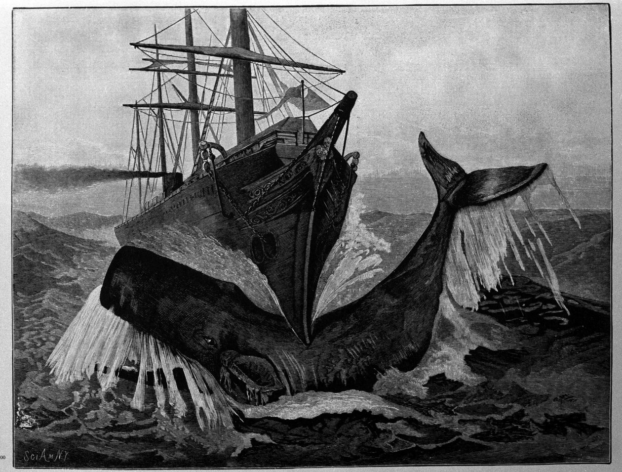 Srážka mezi člunem a spící velrybou. od Unknown artist