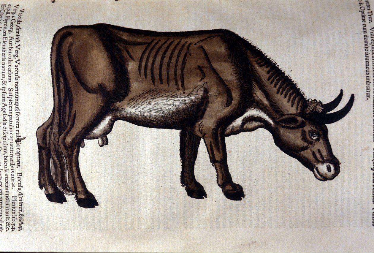 Kráva po zvířatech od Konrada Gesnera, Tiguri od Unknown artist