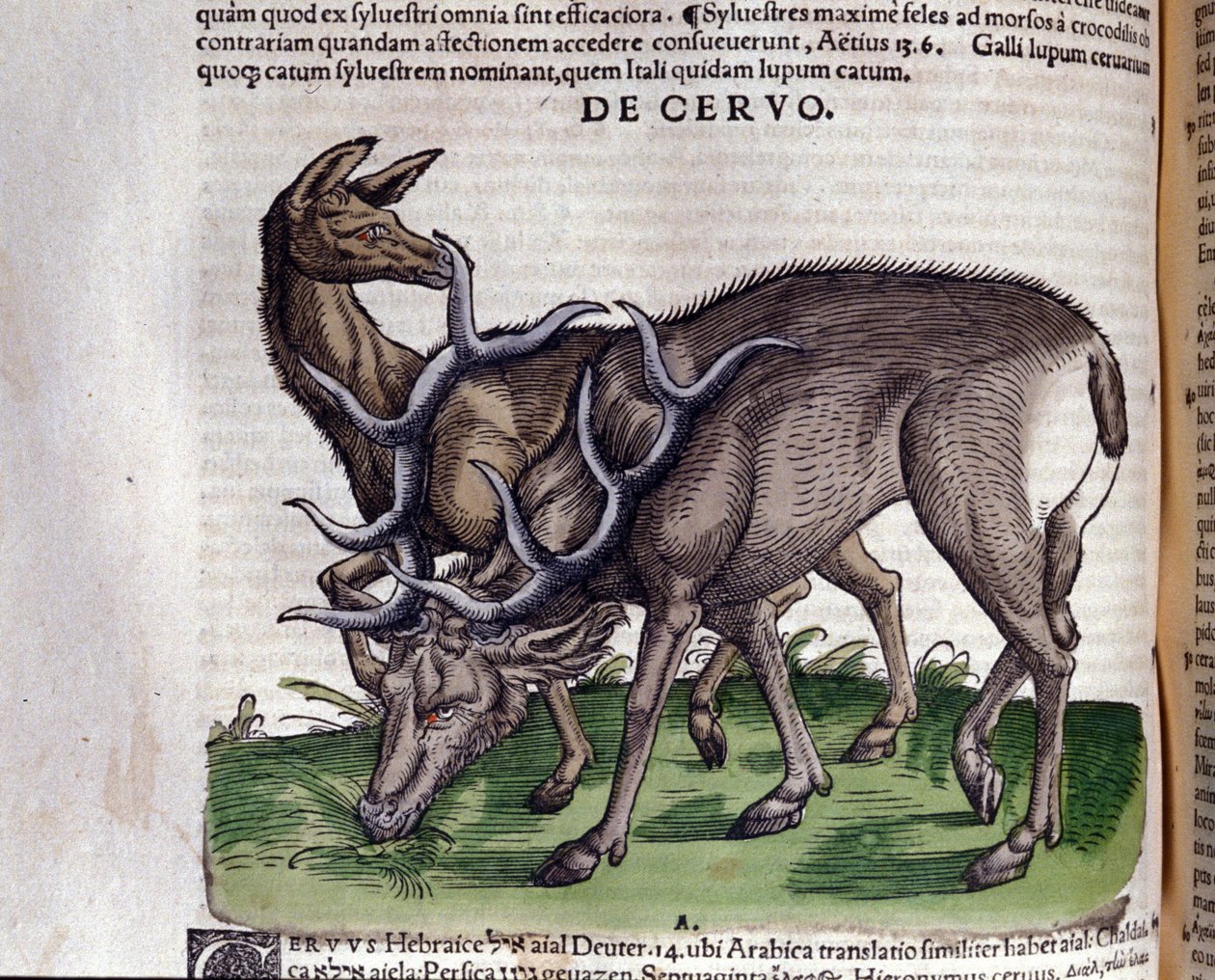 Jelen po Historia animalium od Konrada Gesnera, Tiguri od Unknown artist