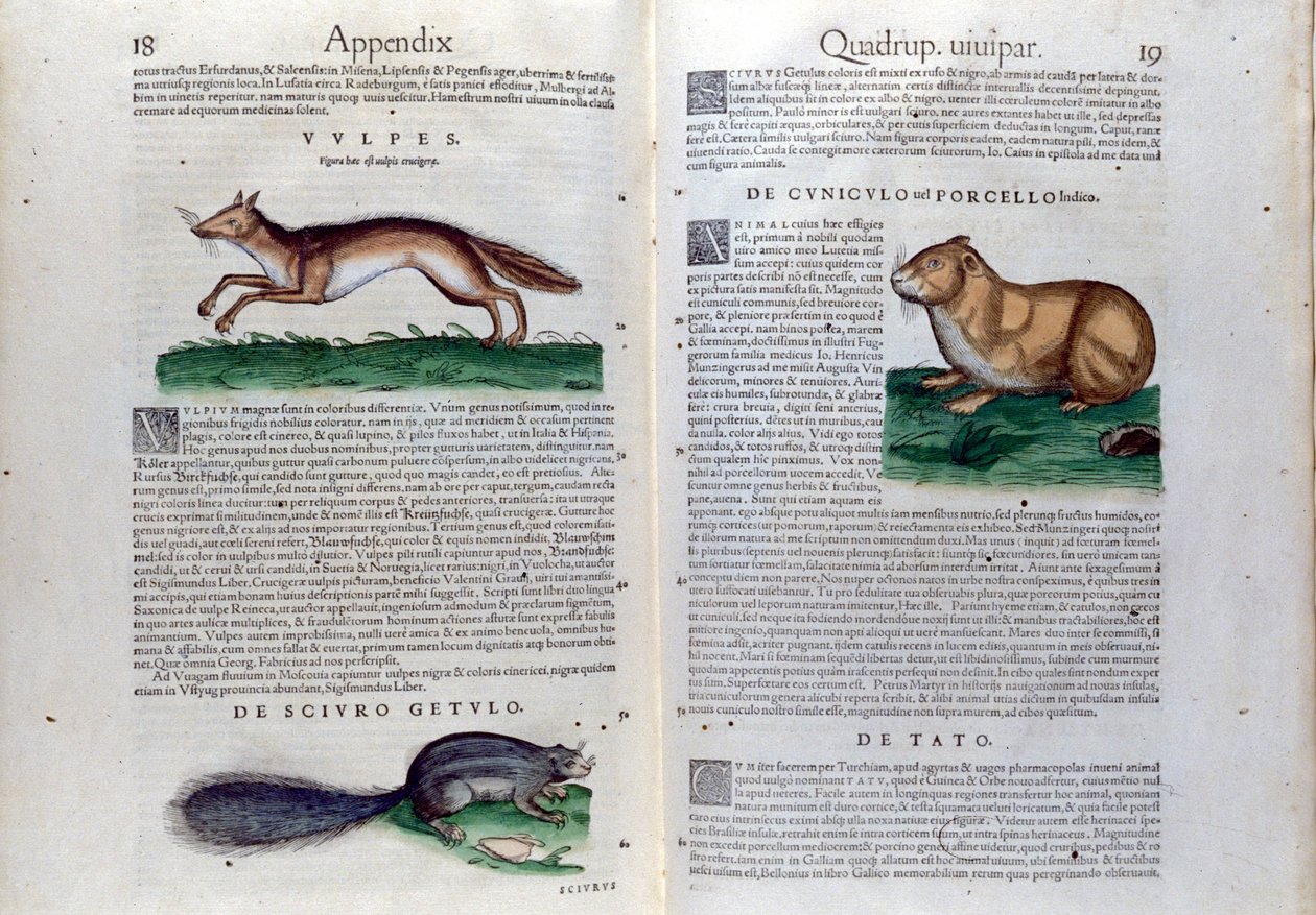 Dvojstrana hlodavců v Historia Animalium od Conrada Gesnera (1516 - 1565), Tiguri od Unknown artist