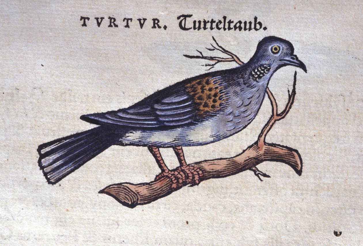 Holubice - z Historia animalium od Konrada Gesnera, Tiguri od Unknown artist