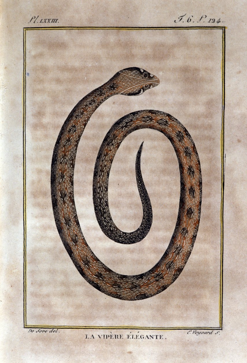 Elegantní zmije. Talíř převzatý ze zrady Natural History of "" Works of Buffon"" od přírodovědce Georgese Louise Leclerca, hraběte z Buffonu (1707 - 1788). 19. století od Unknown artist