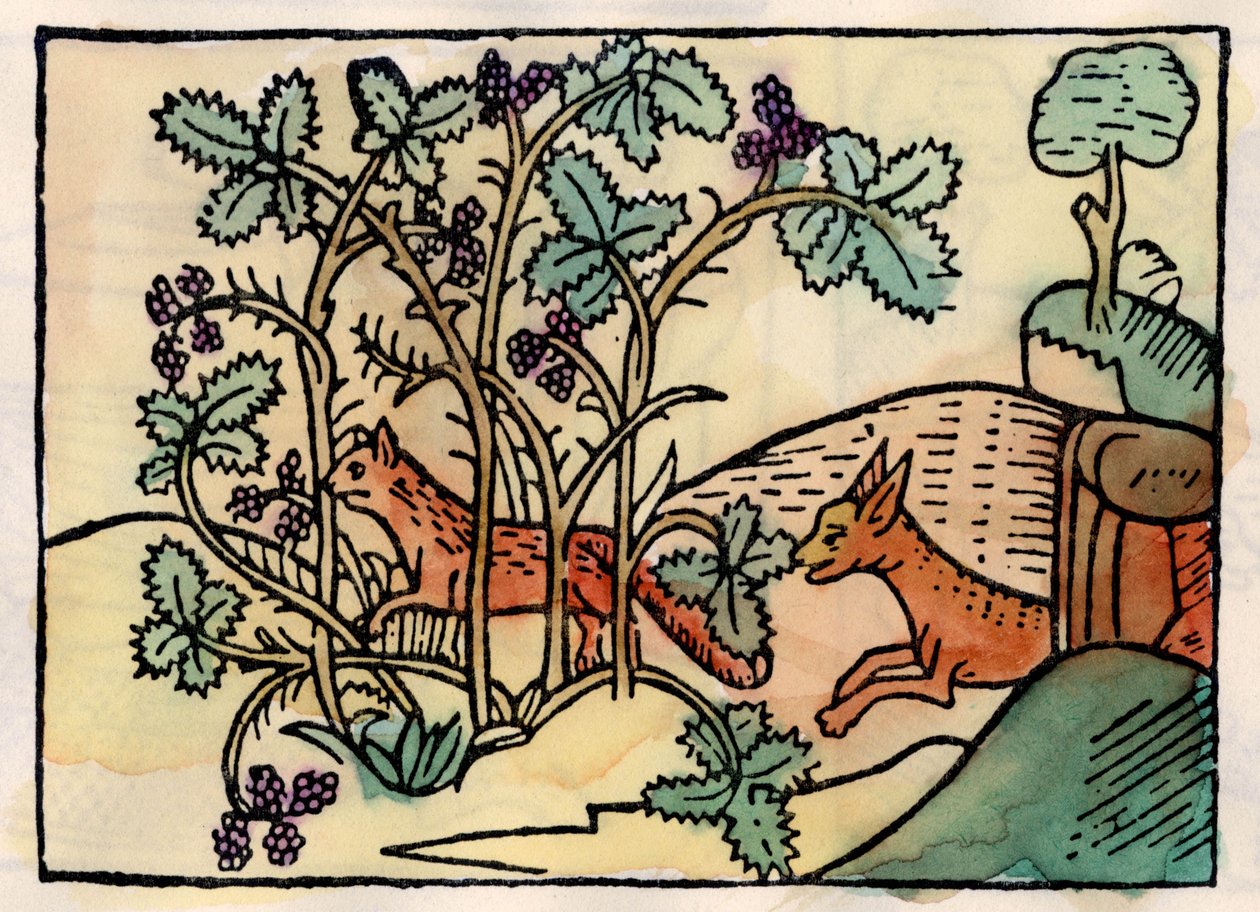 Liška a hrozny. Fable of Asop (rytina 16. století) od Unknown artist