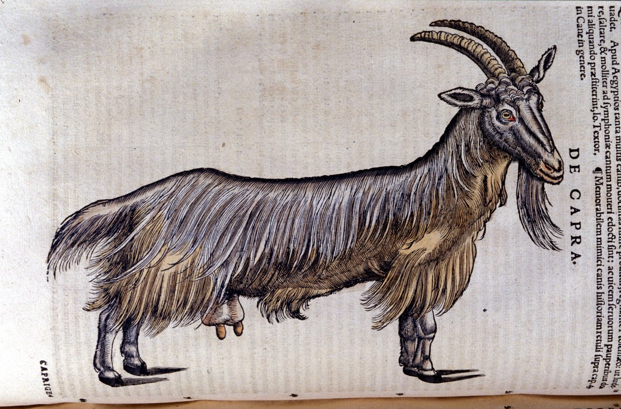 Koza po Historia animalium od Konrada Gesnera, Tiguri od Unknown artist