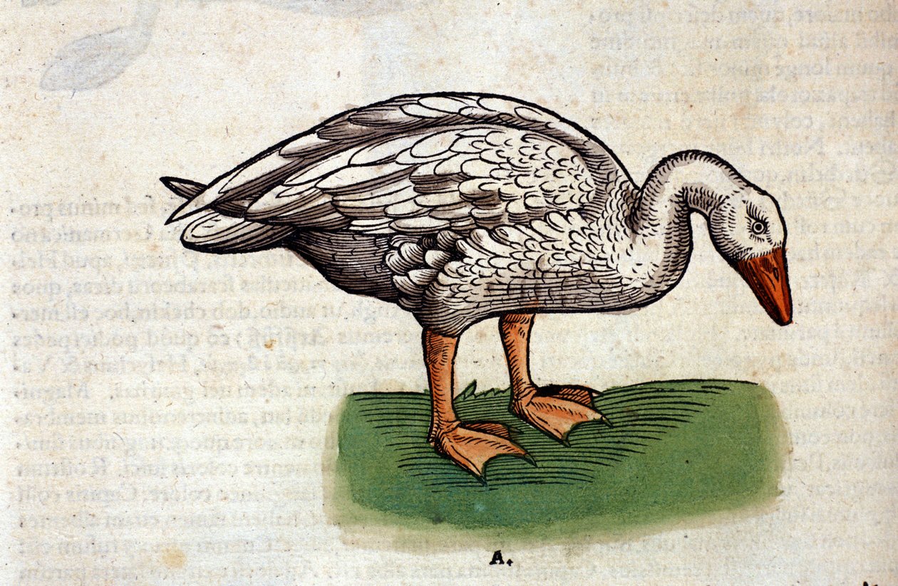 Husa podle Historia Animalium od Conrada Gesnera, Tiguri 1560. Biblioteca Nazionale Braidense. Milán od Unknown artist