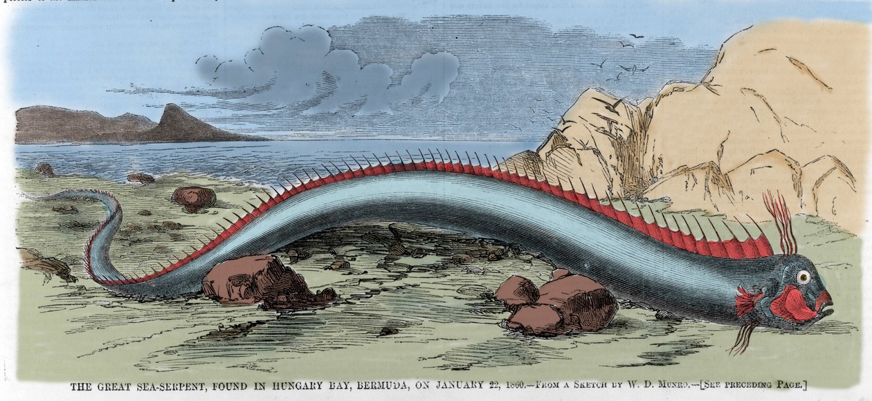 Velký mořský had nalezený v maďarském zálivu na Bermudách 22.1.1860. Ilustrace z "" Harper
