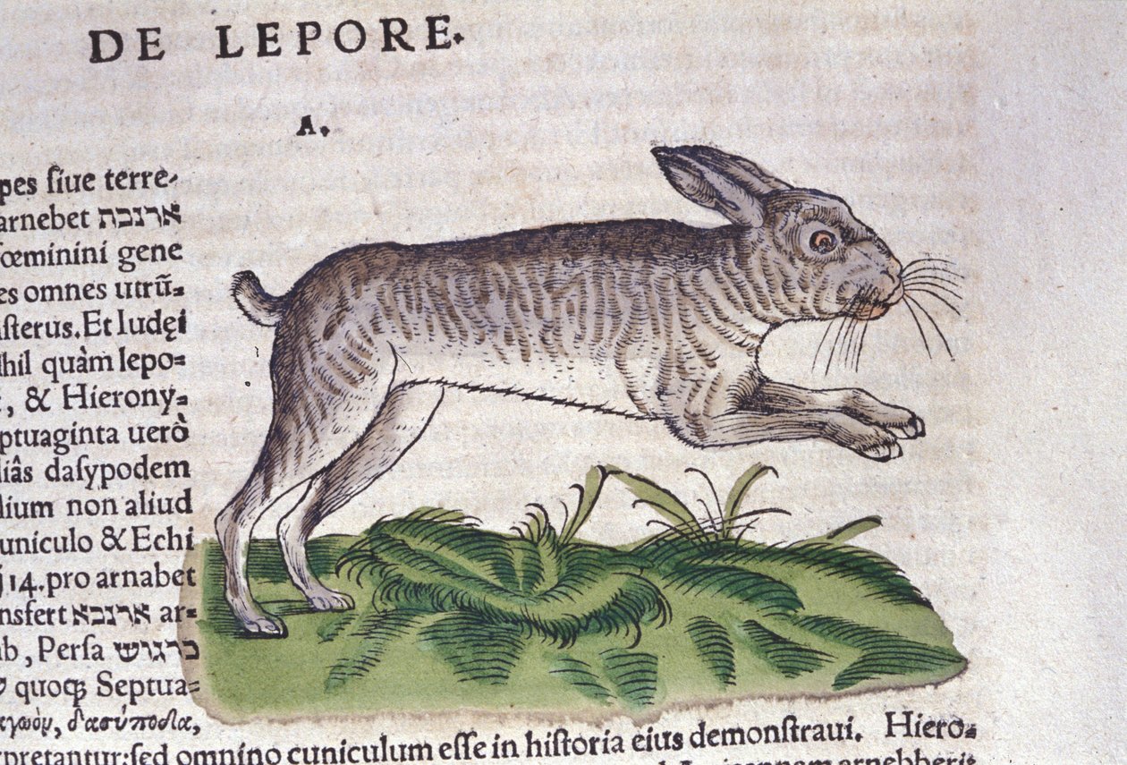 Zajíc podle Historia Animalium od Conrada Gesnera, Tiguri 1560. Biblioteca Nazionale Braidense. Milán od Unknown artist