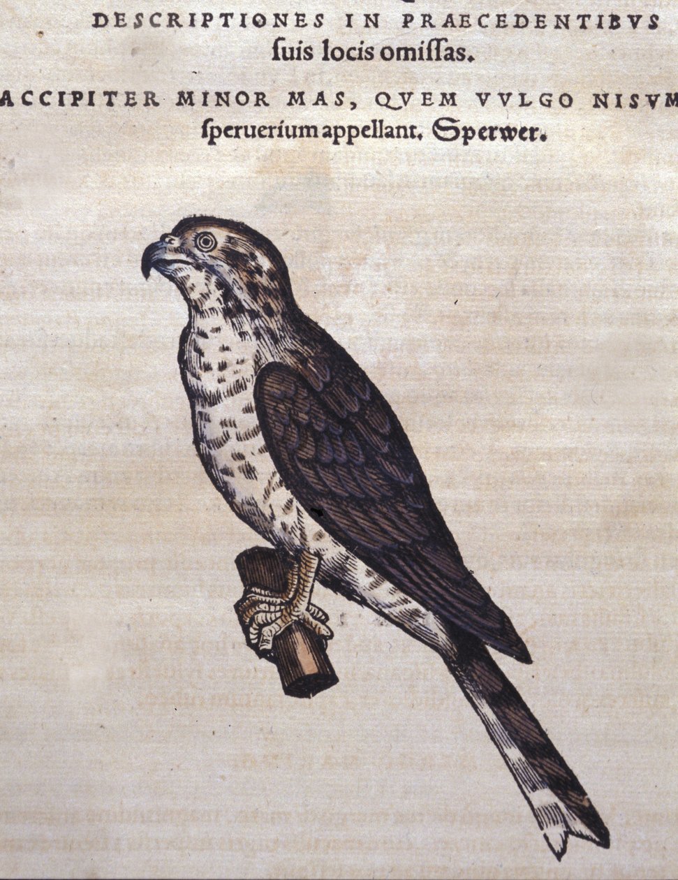 Jestřáb podle Historia Animalium Conrada Gesnera, Tiguri 1560. Biblioteca Nazionale Braidense. Milán od Unknown artist