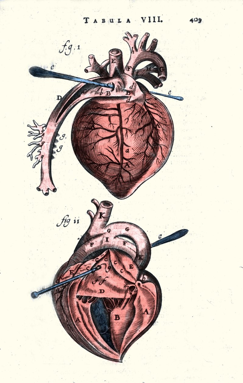 Srdce. Anatomická deska podle „Anathomie“ od Erasma Bartholina (Erasmus Bartholinus) (1625 - 1698) dánský lékař a fyzik. 17. století od Unknown artist