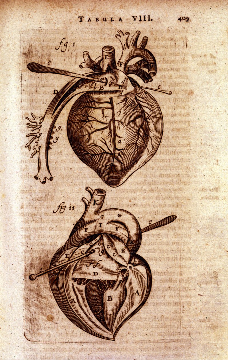 Srdce Bartholinovy „Anatomie““ od Unknown artist