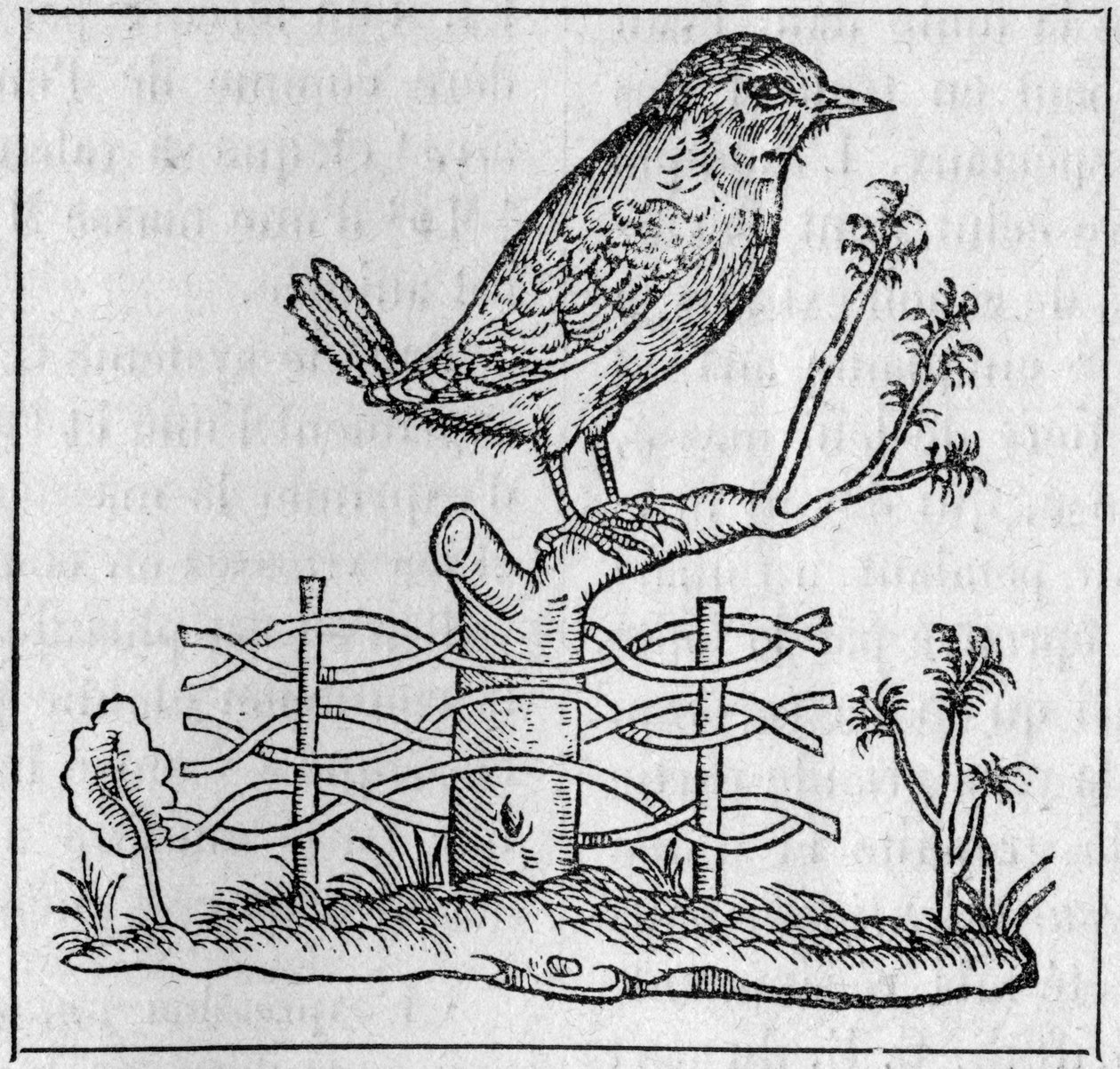Král. (Po Pierru Belonovi od Unknown artist