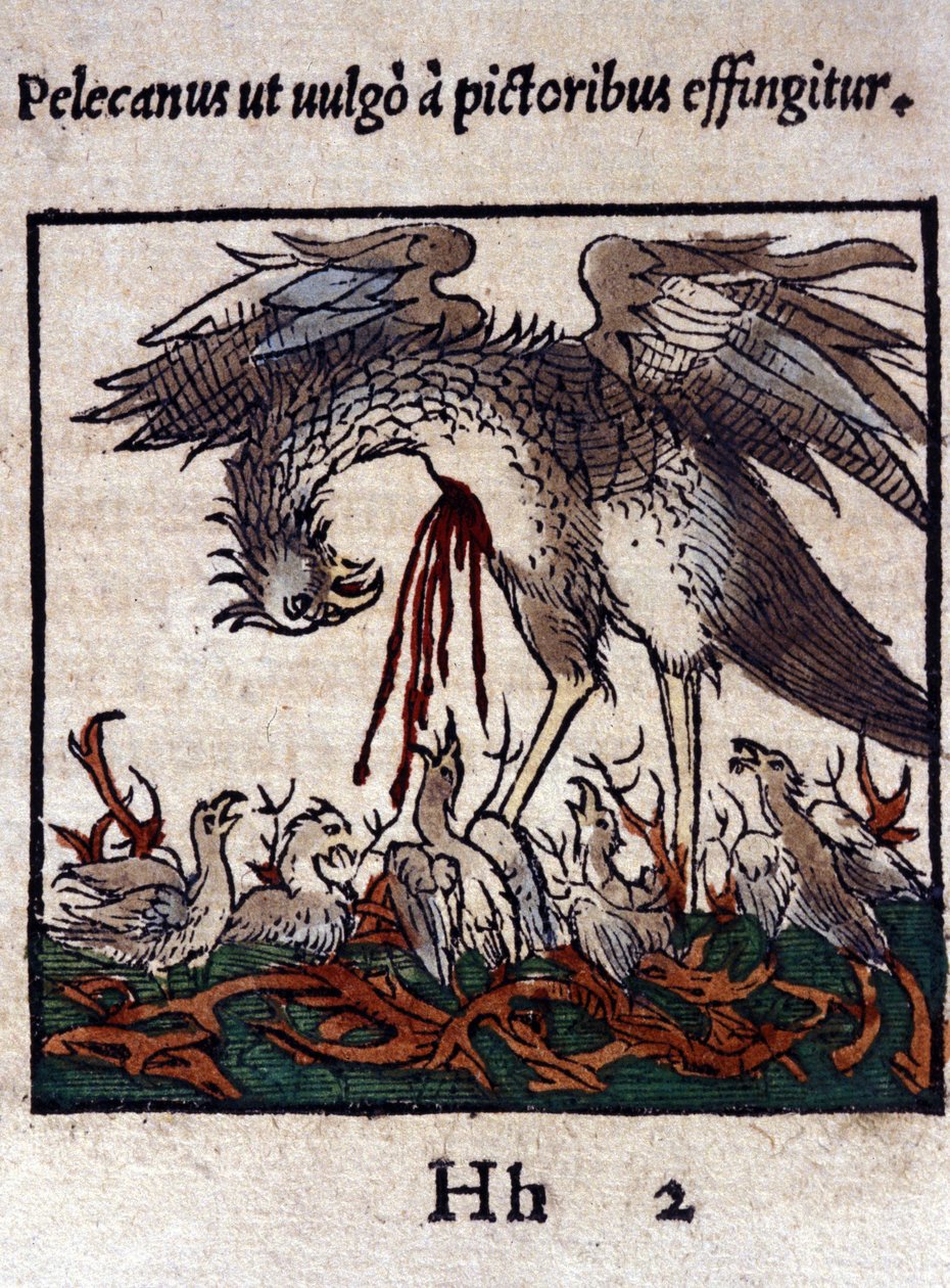 Legenda o pelikánovi: dává svou krev a vnitřnosti, aby nakrmil svá mláďata. Z Historiae animalium od Konrada Gesnera, Tiguri od Unknown artist