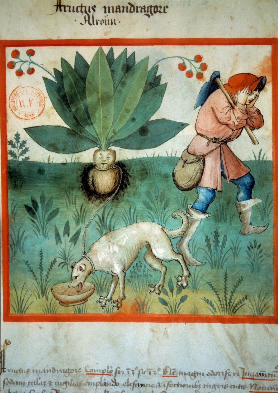 Mandragora. Léčivá rostlina, které byly často připisovány mimořádné magické ctnosti. Osvětlení z dojení medicíny a dietetiky „“Tacuinum sanitatis““ od Unknown artist