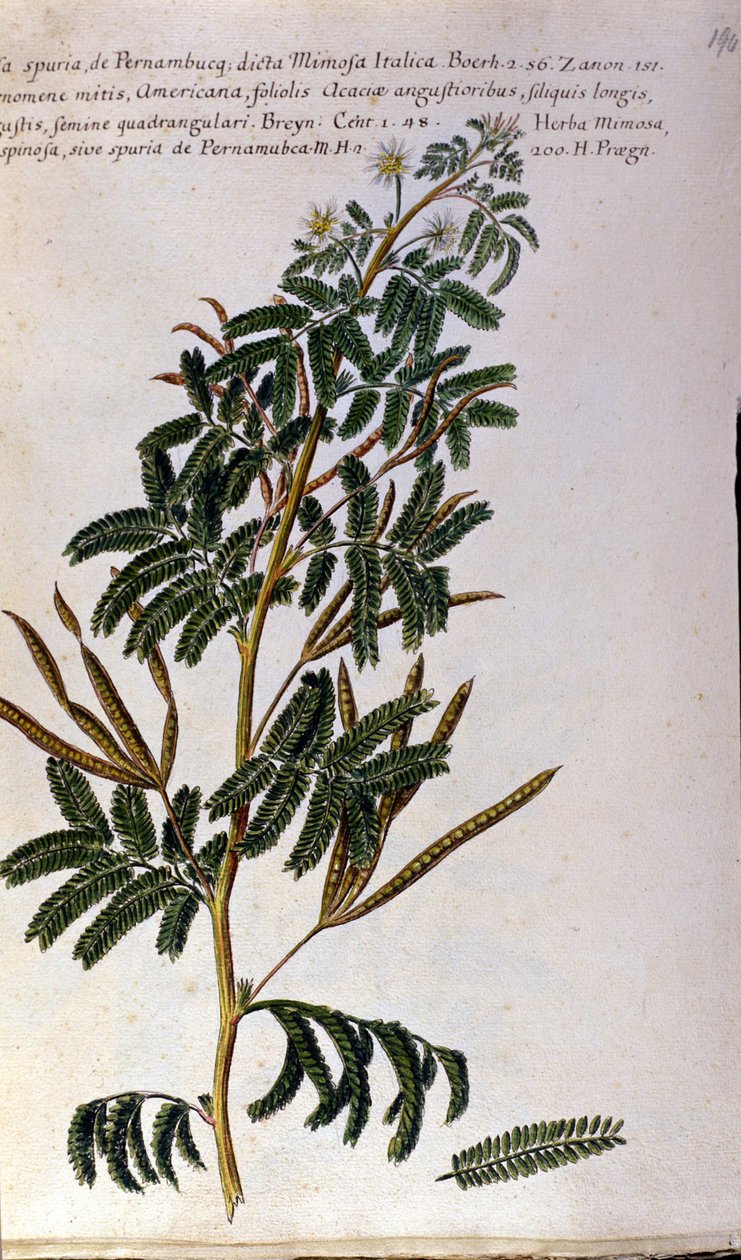 Mimóza, botanická deska, rytina. od Unknown artist