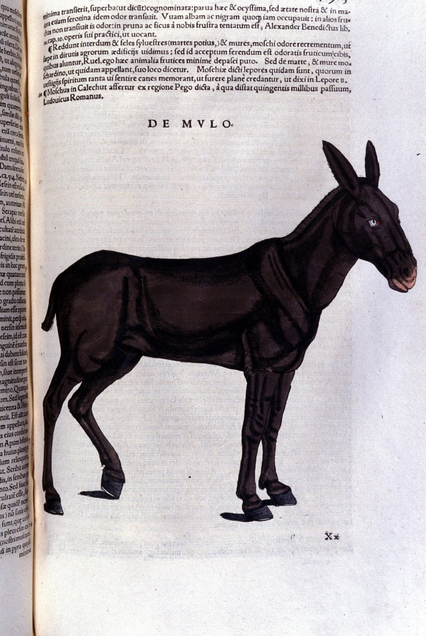 Parmice po Historia animalium od Konrada Gesnera, Tiguri od Unknown artist