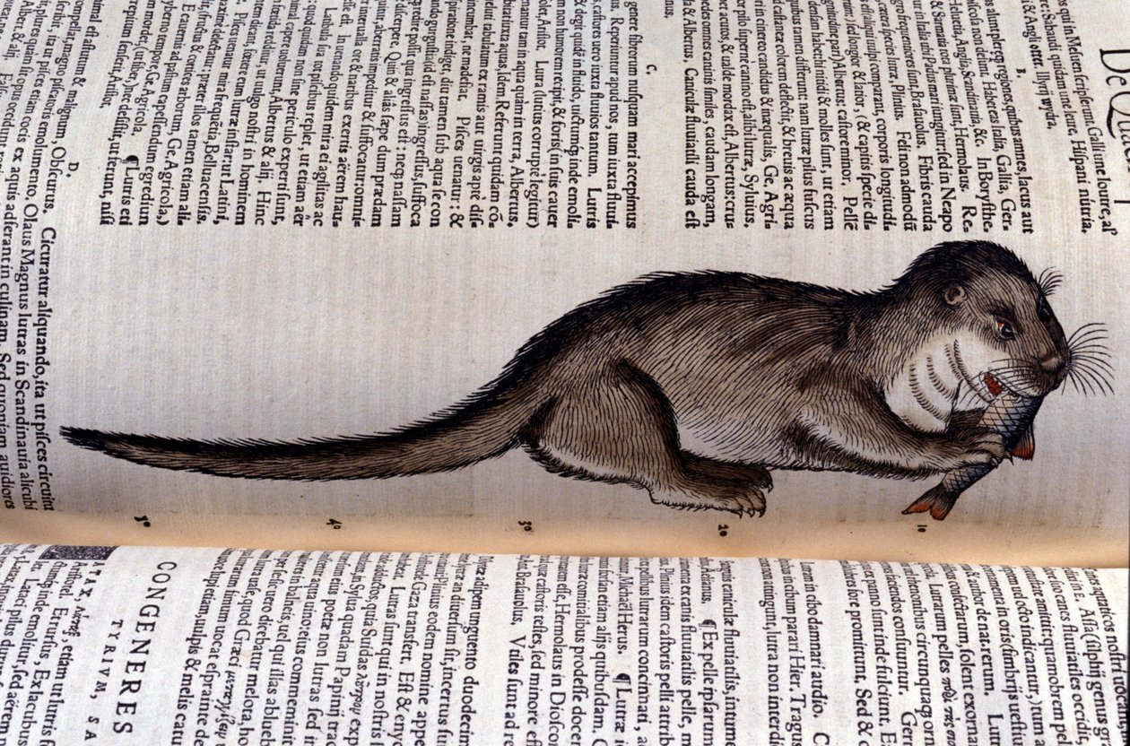 Vydra - Historia Animalium od Conrada Gesnera (1516 - 1565), Tiguri od Unknown artist