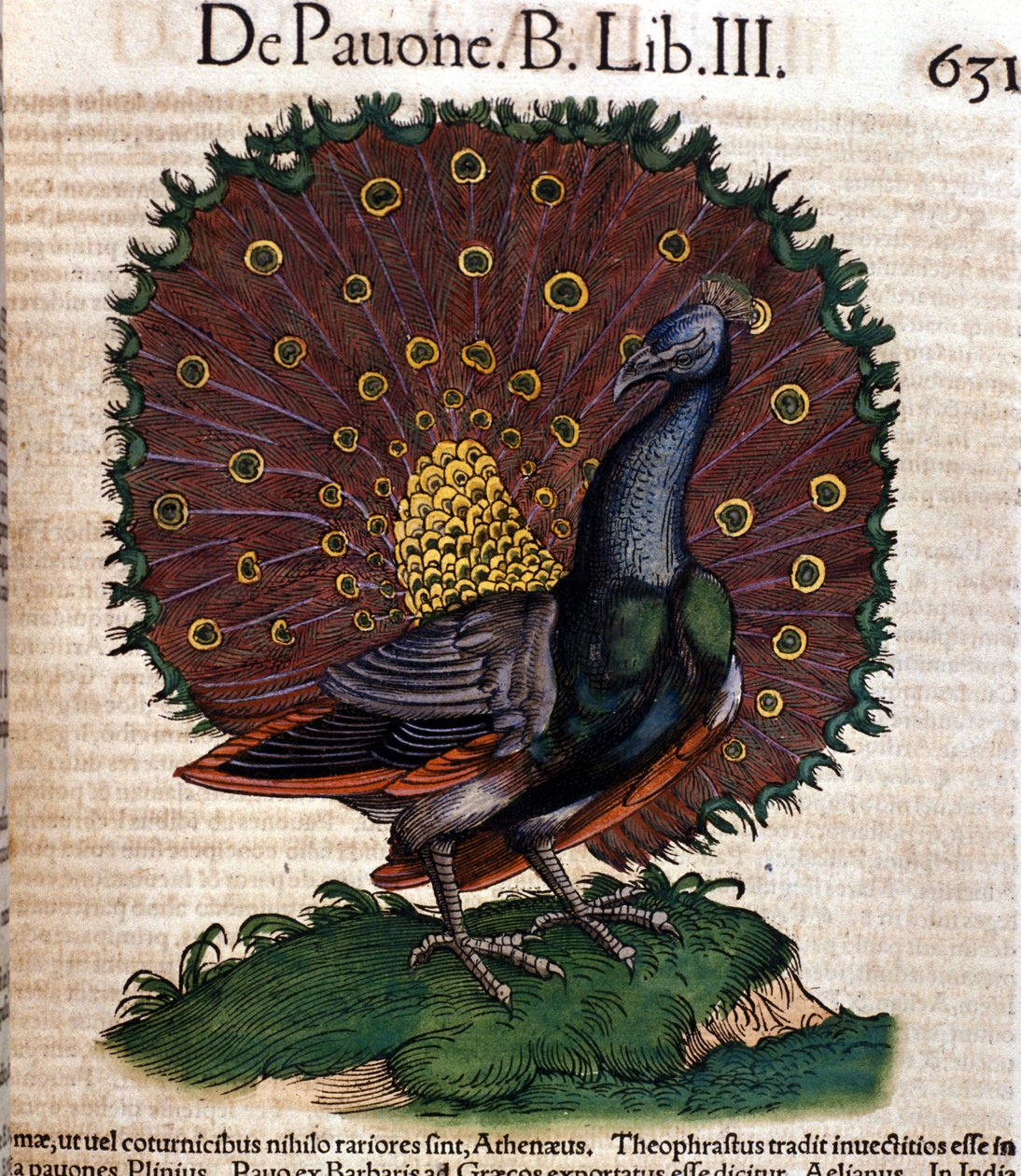 Páv po Historia animalium od Konrada Gesnera, Tiguri od Unknown artist