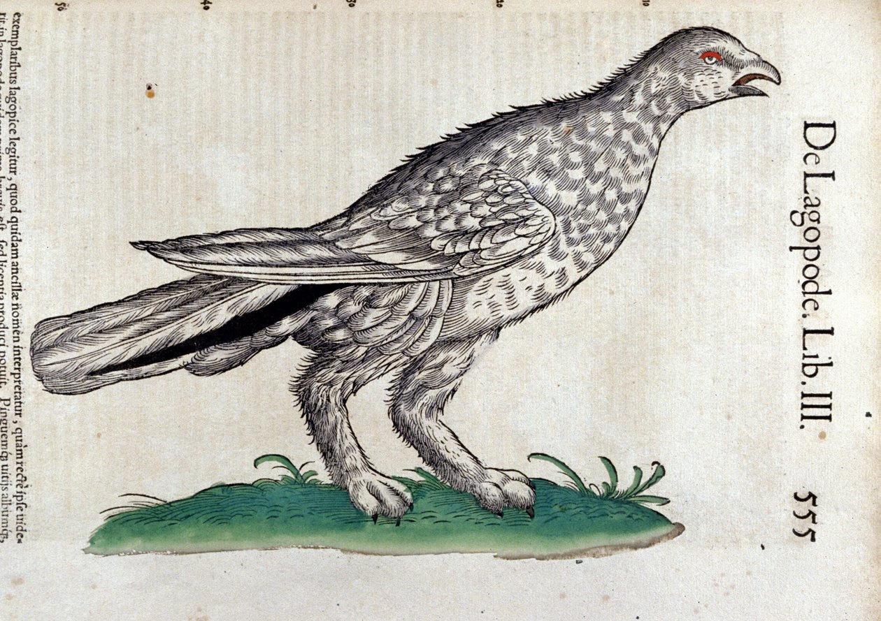 Ptarmigan v historii zvířat od Conrada Gesnera (1516 - 1565), Tiguri od Unknown artist