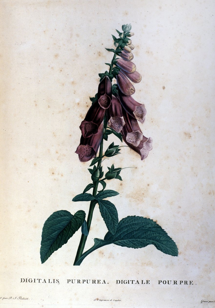 Fialový digitál. Herbář z 19. století. od Unknown artist