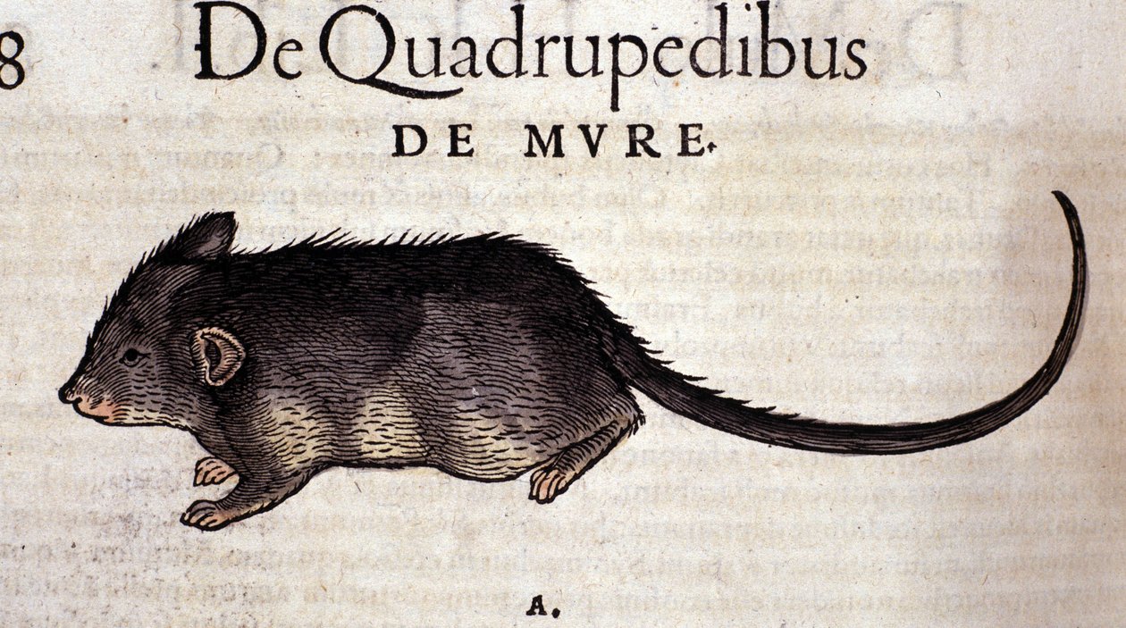 Krysa podle Historia Animalium od Conrada Gesnera, Tiguri 1560. Biblioteca Nazionale Braidense. Milán od Unknown artist