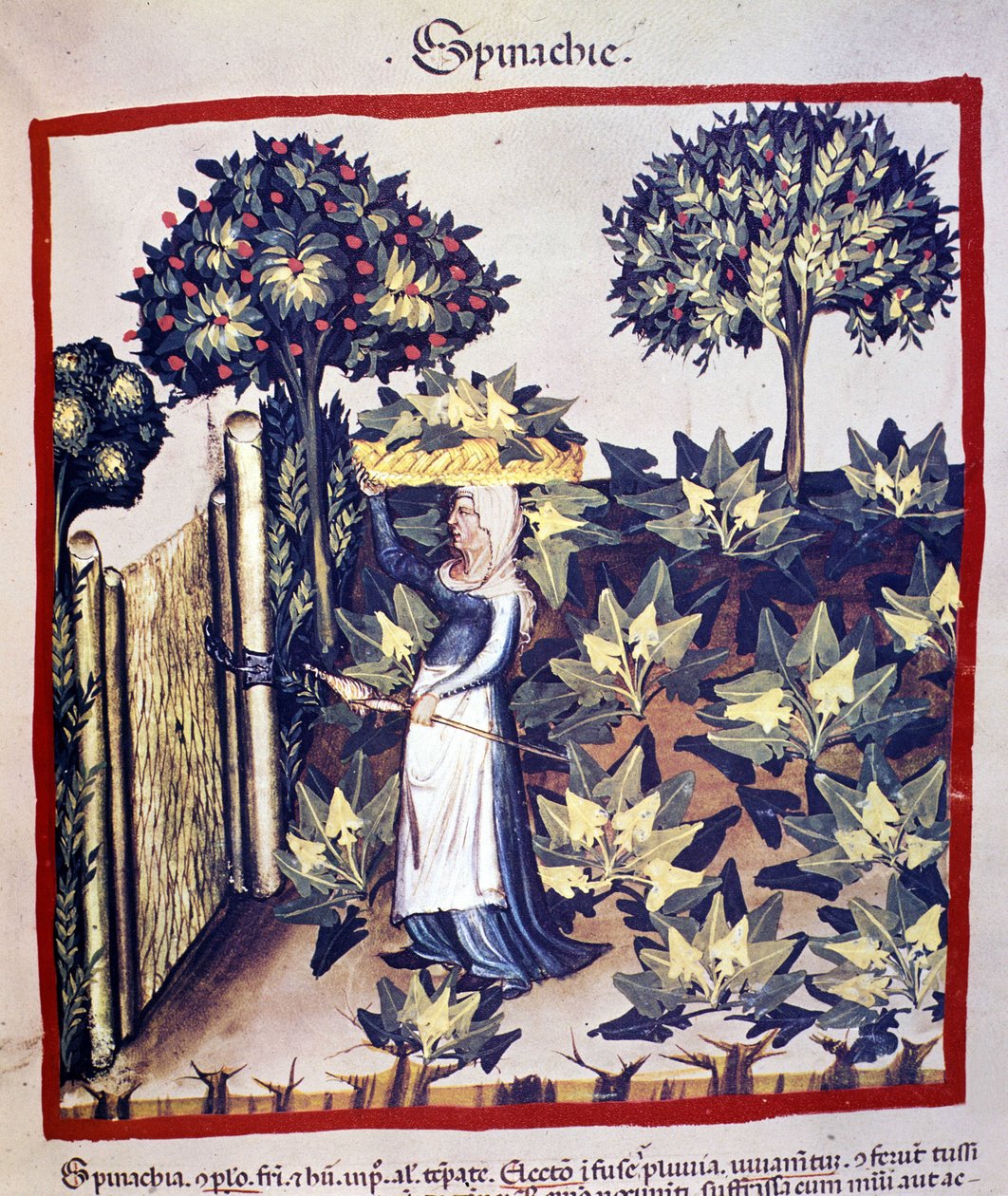 Obnova špenátu. Osvětlení z dojení medicíny a dietetiky „“Tacuinum sanitatis““ od Unknown artist