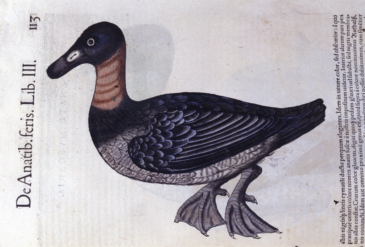 Kachna rudokrká podle Historia animalium od Konrada Gesnera, Tiguri od Unknown artist