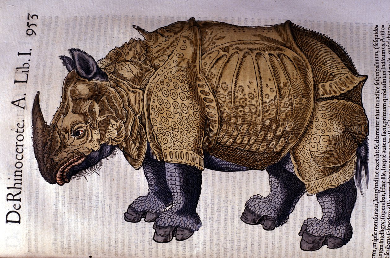 Nosorožec podle "Historie zvířat" od Conrada Gesnera, Tiguri 1560 od Unknown artist