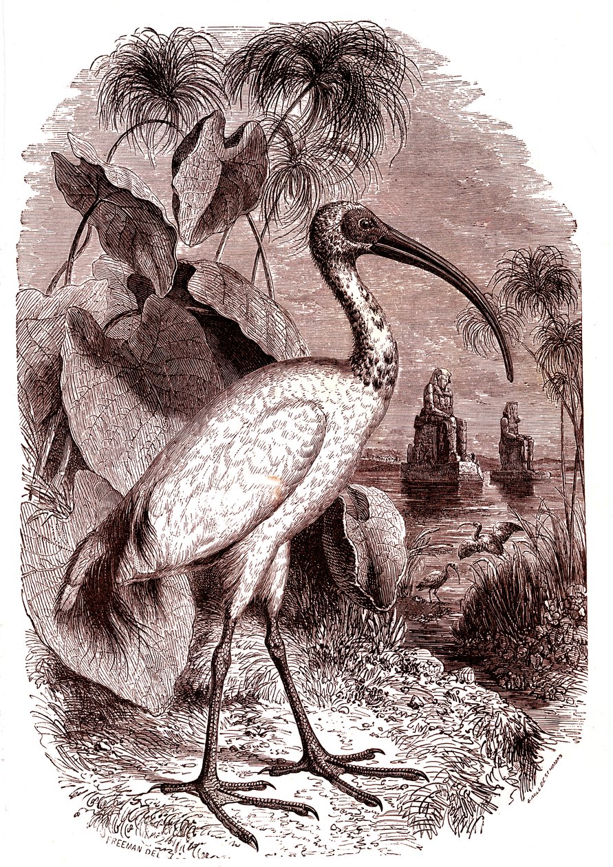 Posvátný ibis Egypťanů od Unknown artist
